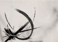 sans titre - A.L black and white